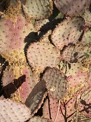Opuntia santa-rita