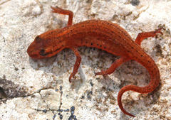 Greek Smooth Newt photo 2