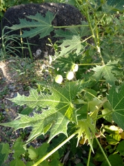 Cnidoscolus angustidens