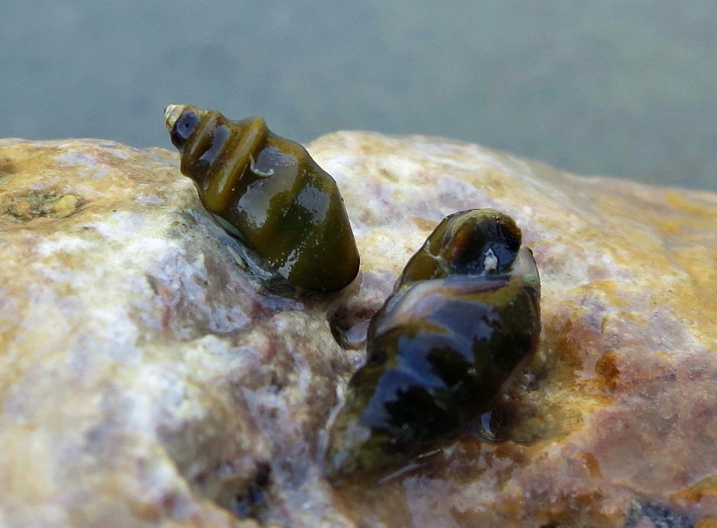 Melanopsis tricarinata