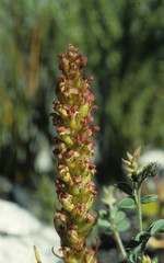 Disa densiflora