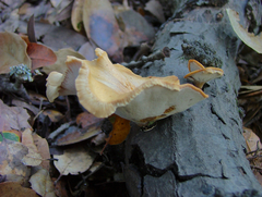 Bresadolia craterella