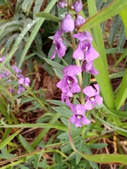 Angelonia