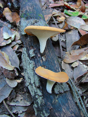 Bresadolia craterella