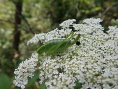 Poecilimon thoracicus