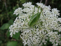 Poecilimon thoracicus