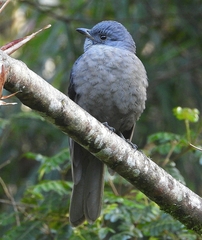 Lipaugus fuscocinereus
