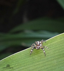 Chira gounellei