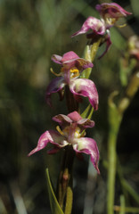 Disperis paludosa