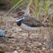 Forbes's Plover - Photo (c) Nik Borrow, some rights reserved (CC BY-NC), uploaded by Nik Borrow