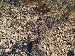 Cylindropuntia molesta