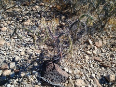 Cylindropuntia molesta