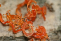 Cytospora chrysosperma