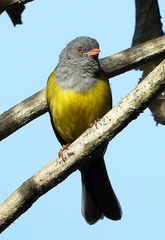 Cnemoscopus rubrirostris