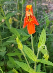 Erythranthe cinnabarina