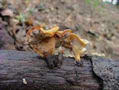 Bresadolia craterella