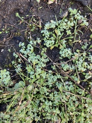 Alchemilla occidentalis