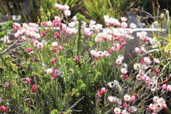 Achyranthemum affine