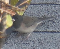 Junco hyemalis