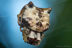 Aspidolasius branicki