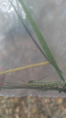 Prodeniini