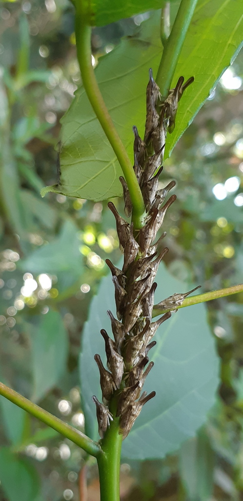 Guayaquila tenuicornis