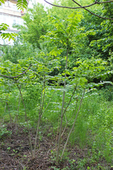 Juglans ailantifolia cordiformis
