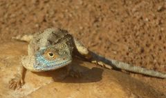 Agama armata