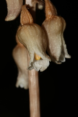 Gastrodia procera