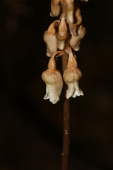 Gastrodia procera