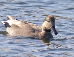 Anas platyrhynchos × Mareca strepera