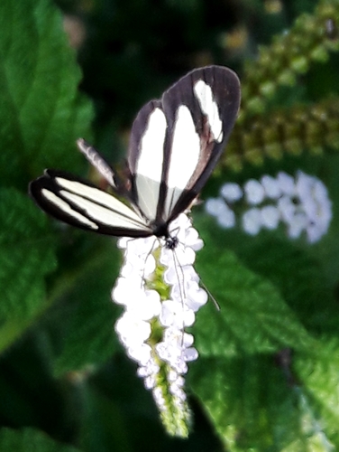 Aeria elara