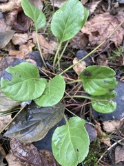 Pyrola rotundifolia