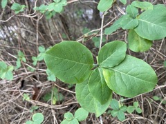Lonicera caprifolium