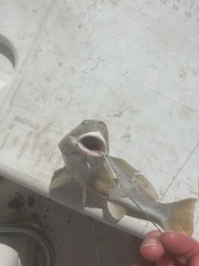 Menticirrhus