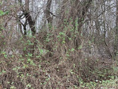 Lonicera caprifolium