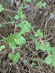 Lonicera caprifolium