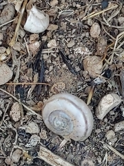 Sonorella allynsmithi