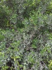 Colletia paradoxa