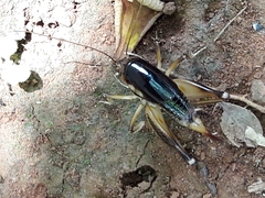 Apotetamenus clipeatus