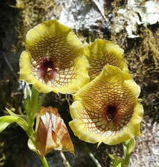 Telipogon hausmannianus