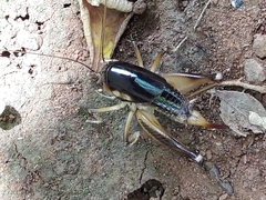 Apotetamenus clipeatus