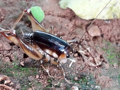 Apotetamenus clipeatus