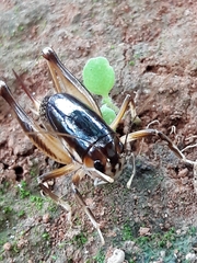 Apotetamenus clipeatus