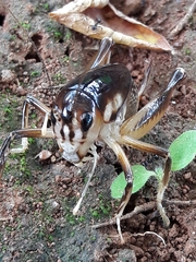 Apotetamenus clipeatus