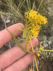 Flaveria floridana
