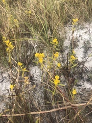 Flaveria floridana