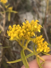Flaveria floridana