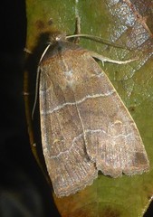 Eupsilia morrisoni
