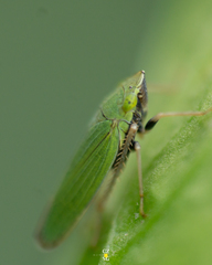 Draeculacephala minerva
